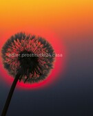 Анкета проститутки Ксения - метро Ясенево, возраст - 34